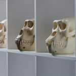Vergleich von Gorilla-Schädeln (Foto: Thomas Hartmann, Universitätsbibliothek Mainz)