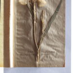 Sumpf-Schwertlilie (Iris pseudacorus) (Foto: Thomas Hartmann, Universitätsbibliothek Mainz)