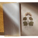 14 Herbarium