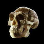 Homo erectus, sog. Peking Man (Foto: Thomas Hartmann, Universitätsbibliothek Mainz)