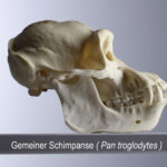 Gemeiner Schimpanse (Pan troglodytes) (Foto: Thomas Hartmann, Universitätsbibliothek Mainz)