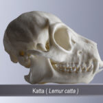 Katta (Lemur catta) (Foto:Thomas Hartmann, Universitätsbibliothek Mainz)