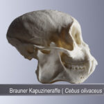 Brauner Kapuzineraffe (Cebus olivaceus) (Foto: Thomas Hartmann, Universitätsbibliothek Mainz)