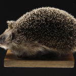 Igel (Foto: Thomas Hartmann, Universitätsbibliothek Mainz)