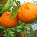 Bitterorange oder Pomeranze (Citrus x aurantium) (Foto: Ralf Omlor, Botanischer Garten)