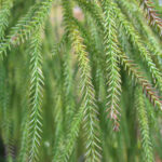 Rimu-Harzeibe (Dacrydium cupressinum) (Foto: Ralf Omlor, Botanischer Garten)