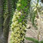 Didierea trollii (Foto: Ralf Omlor, Botanischer Garten)