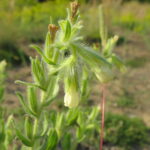 Sand-Lotwurz (Onosma arenaria) (Foto: Ralf Omlor, Botanischer Garten)