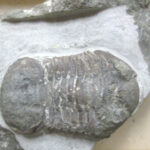 Trilobit (Foto: Kirsten Grimm, Institut für Geowissenschaften)